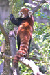 木登りしながら後ろを振り向いたレッサーパンダ