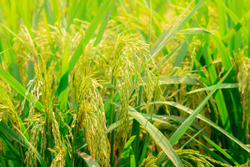 Wall Mural - Selective focus on ear of rice. Green paddy field. Rice plantation. Organic rice farm in Asia. Rice price in the world market concept. Beautiful nature of farm land. Paddy field. Plant cultivation.