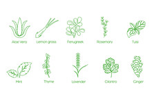 Aloe Vera, Lemongrass, Fenugreek, Rosemary, Tulsi, Mint, Thyme, Lavender, Cilantro, Ginger Icon Set Vector 