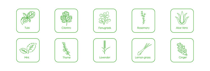 Wall Mural - aloe vera, lemongrass, fenugreek, rosemary, tulsi, mint, thyme, lavender, cilantro, ginger icon set 