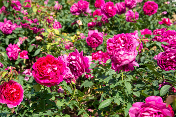 Canvas Print - The rose is blooming to show its beauty.