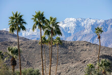 Morning Sun Illuminates Iconic Palm Trees And Snow Capped Mountains In The Palm Springs Area Of California, USA.