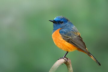 Wall Mural - blue-fronted redstart, fat blue bird with orange belly lonely perching on branch on clear green blackground