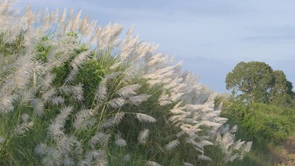 Wall Mural - evening grass flowers fluttering in the wind the setting sun in the background