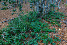 Floor In Beech Forest Covered With Dry Leaves With Shoots Of Holly. Ilex Aquifolium. Fagus Sylvatica.