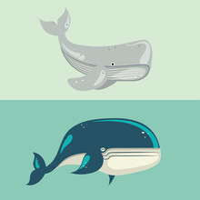 Whale Sea Wildlife