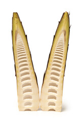 Sticker - Bamboo shoot on the white background 