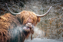 A Scottish Highland Cow In A Snowy Field On A Cold Day With Steamy Breath