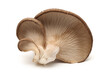 oyster mushroom isolated on white background