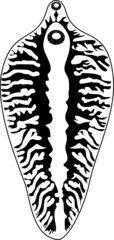 Sticker - Black silhouette of Sheep liver fluke (Fasciola hepatica). Structure of digestive system