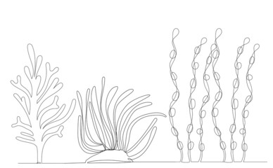 Wall Mural - seaweed one line drawing ,vector, isolated