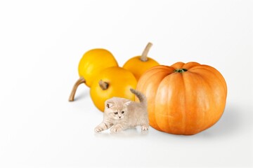 Sticker - Halloween kitty sitting with pumpings on the background.