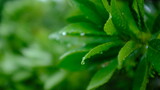 Fototapeta  - 雨露と植物