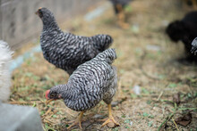 Barred Plymouth Rock  Male And Female Hen And Rooster Chicken In The Backyard Farm