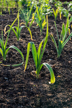 Elephant Garlic Plants Growing In A Kitchen Garden In The Evening Sunlight. Selective Focus.