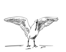 Sketch Of Screaming Seagull With Spread Wings, Hand Drawn Illustration