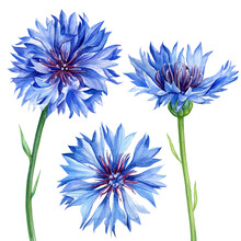 Set Wildflowers Cornflowers. Watercolor Botanical Illustration, Floral Elements 