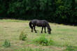 FU 2020-07-05 Kakus 422 Auf der Wiese grast ein Pferd