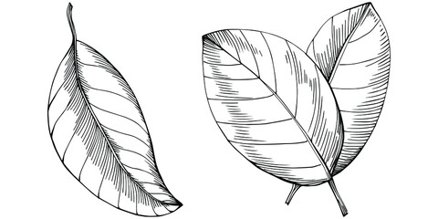 Bay leaf hand-drawn Vector Illustration isolated on white background. Retro style farm product for restaurant menu, market label, logo, emblem and kitchen design. Decoration for food.