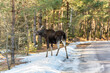 A wild moose in the wild stands by the road and eats tree branches, there is snow on the road