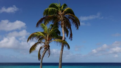 Wall Mural -  Two palm trees with blue sky and azure sea behind.