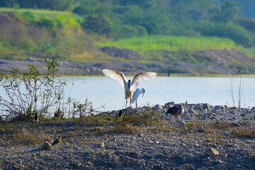 Sticker - spoonbill on a river bank with open wings.