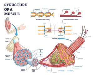 Structure of muscle with isolated myosin and actin closeup outline diagram. Labeled educational arm bone muscular inner parts detailed description with sarcomere magnification vector illustration.