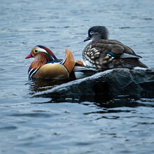 Two Mandarin Ducks In The Water - Male And Female