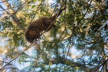 Porcupine On Tree