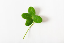 A Four Leaf Clover On White Background. Good For Luck Or St. Patrick's Day. Shamrock, Symbol Of Fortune, Happiness And Success. Dreams Come True. Close Up
