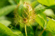 © banjongseal324 - Macro closeup of green grass with thorns in detailed view. Amazing view in detailed manner, Macro close-up of tiny green thorns with out-focus background, complete green texture in the form of leaves.