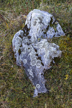 Grey Granite Stone Covered By Lichen And Moss On An Autumn Grass Lawn, Nature Texture Background