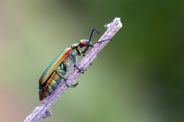 Wall Mural - the spanish fly (lytta vesicatoria) is an aposematic emerald-green beetle in the blister beetle fami