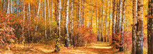Birch Grove On Sunny Autumn Day, Beautiful Landscape Through Foliage And Tree Trunks, Panorama, Horizontal Banner