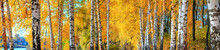 Birch Grove On Sunny Autumn Day, Beautiful Landscape Through Foliage And Tree Trunks, Panorama, Horizontal Banner