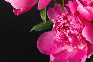 Wall Mural - Pink peony closeup on black background with copy space. Floral card, banner design