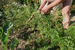 © Sabrina - Mature caucasian woman rips carrot out of the ground in the garden