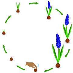 Canvas Print - Life cycle of a muscari plant on a white background.
