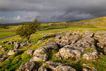 Hawthorn Tree And Limestone Pavement In Autumn, Winskill Stones, Yorkshire Dales National Park, Yorkshire, England