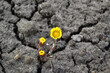 The mother-and-stepmother flower makes its way through the dry cracked soil.Soil erosion in the spring field.