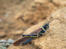 An Adult Galapagos Locust, At Punta Pitt, San Cristobal Island, Galapagos, Ecuador