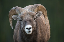 Rocky Mountain Bighorn Sheep Ram (Ovis Canadensis), Jasper National Park, Alberta, Canadian Rockies