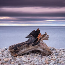 Driftwood On Spey Beach And The Moray Firth, Moray, Scotland