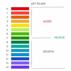  Vertical pH scale for measuring acid alkaline balance. Chemical value test. Infographics with indicator chart. Vector illustration 