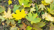 Yellow And Green Fallen Maple Leaves In A Clearing. The Concept Of The Season