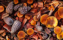 Close Up Of Forest Ground With Mushrooms And Cones