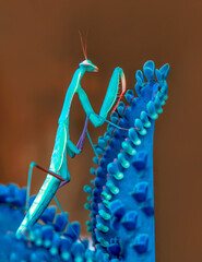 Wall Mural -  Close up of pair of Beautiful European mantis ( Mantis religiosa )