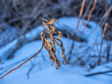 Close-up Of A Dried Plant On A Cold January Day With Blurred Snow And Grass In The Background.