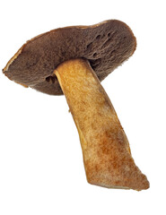 Sticker - isolated dark medium velvet bolete