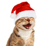 Fototapeta Koty - Funny cat in Santa Claus xmas red hat on white background